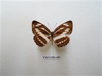 藏品(無邊環蛺蝶)的圖片